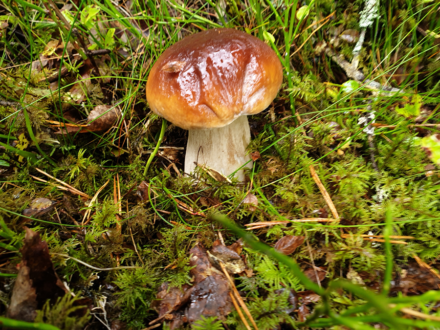 Cabbage soup special.